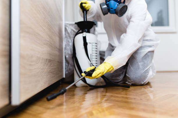 Best Termite Control Services  in Nokesville, VA