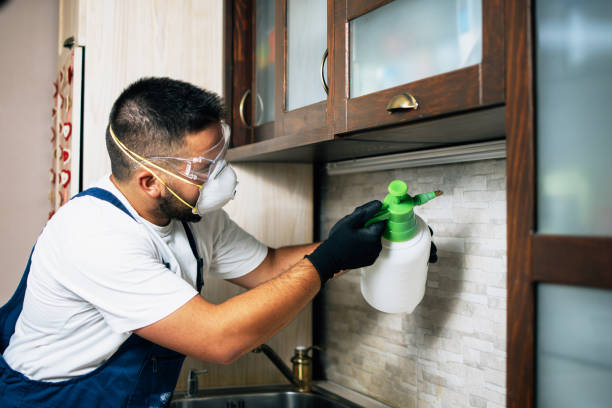 Wasp Removal Services in Nokesville, VA