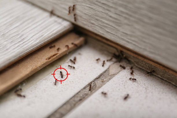 Best Best Pest Control Companies  in Nokesville, VA
