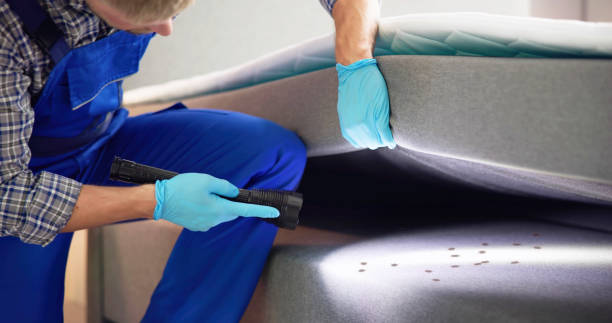 Best Wasp Removal Services  in Nokesville, VA