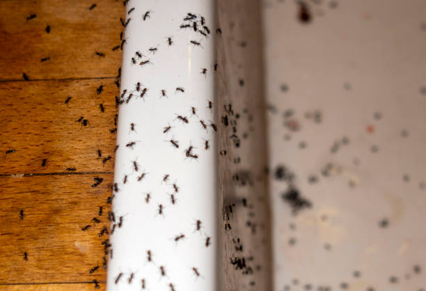 Trusted Nokesville, VA Pest Control Experts