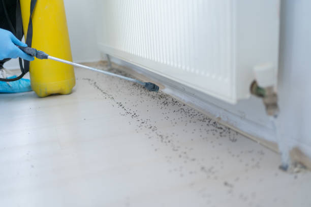 Best Cockroach Control Services  in Nokesville, VA