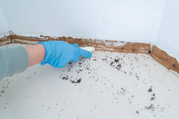 Best Flea Control Services  in Nokesville, VA